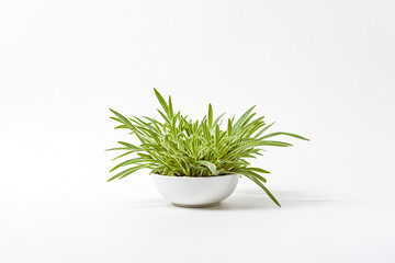 Green Plant in White Pot on White Background
