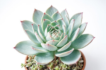 Close-up of a Succulent Plant