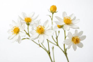 Delicate White Flowers with Yellow Centers