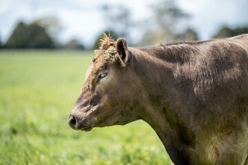 Stud beef wagyu cows in a field on a farm in England. English cattle in a meadow grazing on pasture in springtime. Green grass growing in a paddock on a sustainable agricultural ranch.
