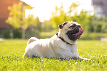 Cute pug suffers from thirst and heat. The dog lies on the street with his tongue hanging out 