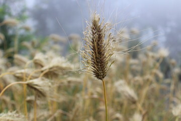 wheat on the feild