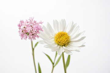 Close-up of a single white daisy with pink flower in the background