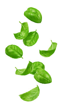 Falling basil, isolated on white background, full depth of field