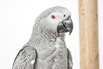 Obraz premium Grey Parrot with Red Eye Close Up
