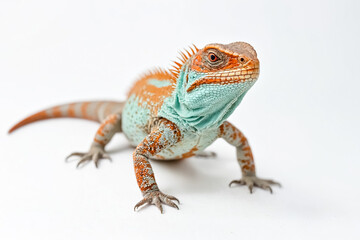 Naklejka premium Close Up of a Blue-Throated Lizard on White Background