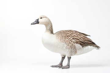 Goose Standing on White Background