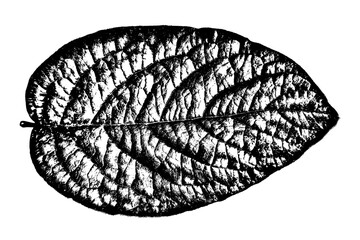 Black leaf realistic texture overlay isolated on white background. Dark stamp with foliage, old, grunge, grainy, vintage, worn, dust effect. Abstract leaves macro. Plant pattern closeup. Vector EPS 10