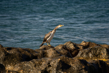 A Mediterranean cormorant observes the horizon from its perch on a rock, with the ocean extending behind it.