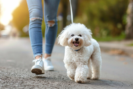 Bichon Frize dog
