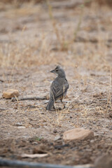 Diuca finch perched near plants and weeds on ground.