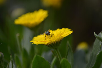 Nahaufnahme einer gelben Blume mit einer fliege auf ihr in ihrer Natur