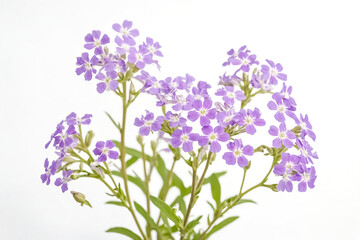 Obraz premium Close-up of Purple Flowers on White Background