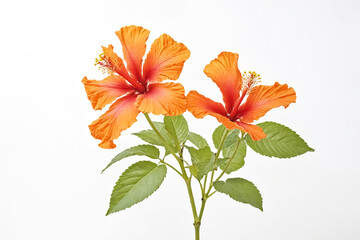 Two Orange Hibiscus Flowers on White Background