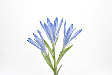 Fototapeta premium Blue Flower on a White Background