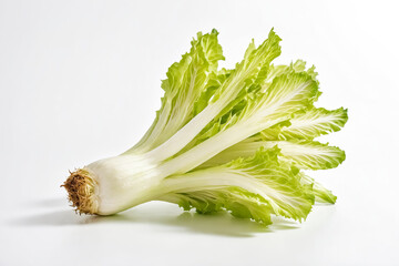 Fresh Green Napa Cabbage Isolated on White Background