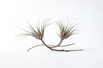 Obraz premium Two Air Plants on a Branch