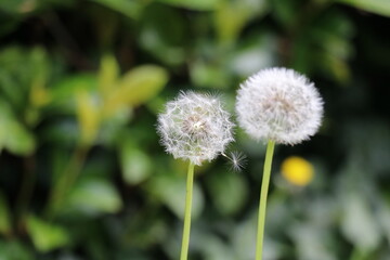 dandelion clock with fluffy seeds