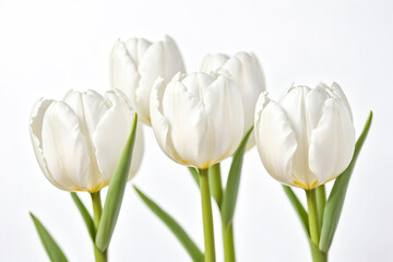 White Tulips on White Background