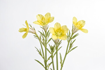 Yellow flowers on white background