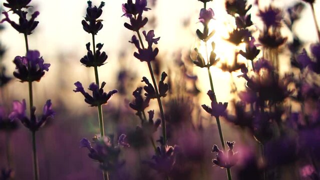 Lavender fields with fragrant purple flowers bloom at sunset. Lush lavender bushes in endless rows. Organic Lavender Oil Production in Europe. Garden aromatherapy. Slow motion, close up