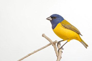 Fototapeta premium Yellow and Blue Bird Perched on a Branch
