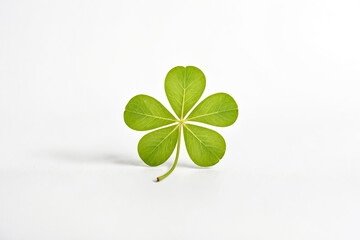 Green Four Leaf Clover on White Background