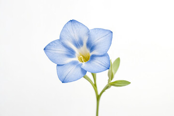 Fototapeta premium Single Blue Flower on White Background
