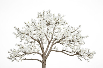White Magnolia Tree in Full Bloom