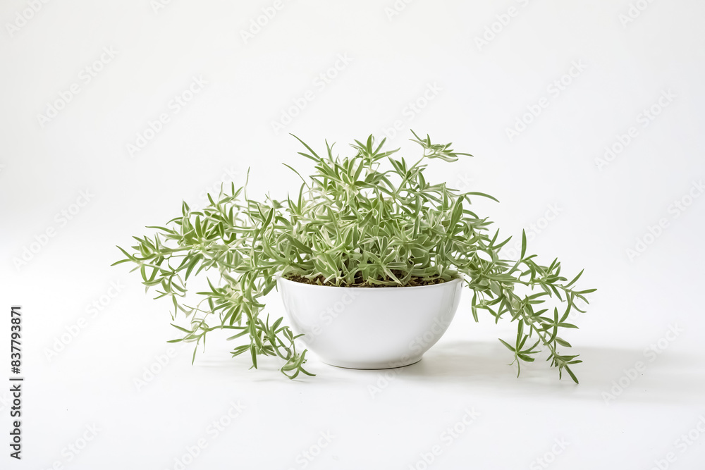 Wall mural Green Plant in White Pot on White Background