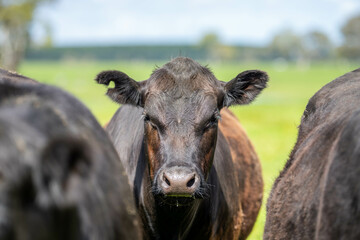 Stud Beef bulls, cows and calves grazing on grass in a field, in Australia. breeds of cattle include speckled park, murray grey, angus, brangus and wagyu on long pasture in spring and summer