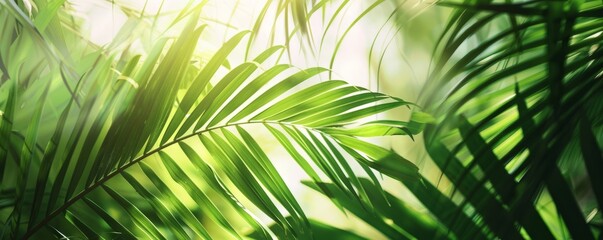 Green palm leaves as background.Palm Sunday concept.