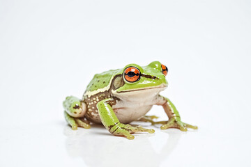 Obraz premium Green tree frog with orange eyes isolated on white background