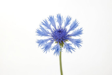 Closeup of a Single Blue Cornflower on a White Background
