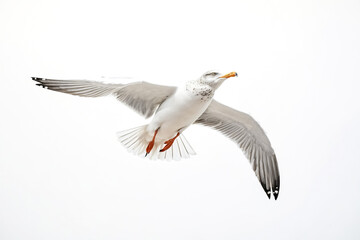 Fototapeta premium Seagull in Flight Against a White Background
