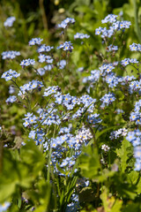 beautiful small blue flowers in close-up