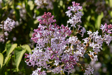 new lilac flowers in the spring season