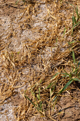 the destroyed wheat crop from the excessive use of mineral fertilizers