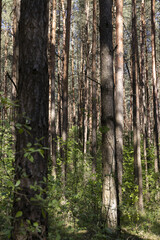 Fototapeta premium pine forest with tall trees against a blue sky background