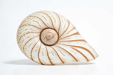 Obraz premium Nautilus Shell Close Up on White Background