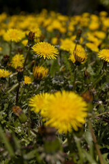 Beautiful wild yellow dandelions in the green grass in spring