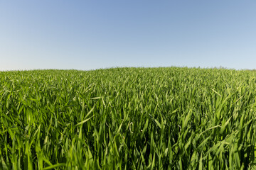 a green wheat field in the spring season