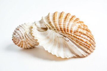 Close-up of a seashell with a white background