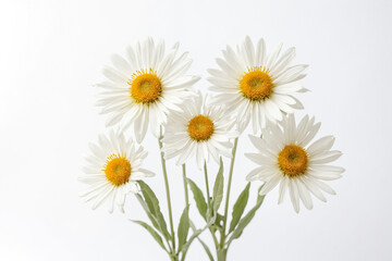 Fototapeta premium White Daisies on White Background