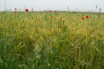 Pole maków spowite mgłą