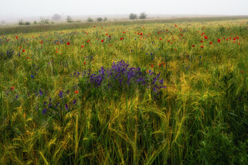 pole uprawne z polnymi kwiatami