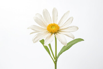 White Daisy Flower with Yellow Center on a White Background