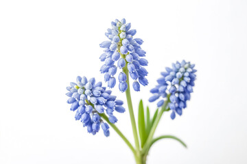 Blue Grape Hyacinth Flower Bouquet Isolated on White Background