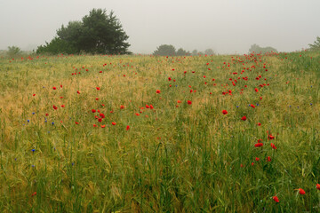 Pole maków spowite mgłą