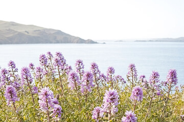 Obraz premium Purple Flowers Blooming on a Coastal Cliff